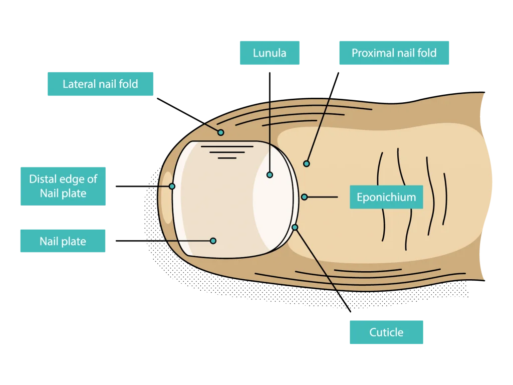 Structure of a Finger Nail . human . anatomy - Vector / dorsal,  intermediate, ventral:: tasmeemME.com